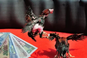 Bí Kíp Thống Trị Đá Gà Sabong Tại AZ888 Để Bất Bại Mọi Kèo Cược